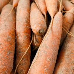 carottes des sables